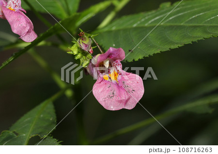 ツリフネソウの花 108716263