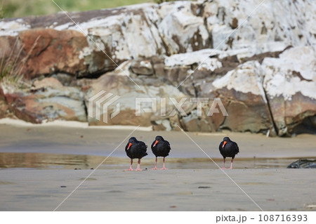 Oystercatchers in a line Oystercatchers in a line 108716393