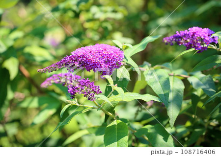 ブッドレアの花 ブッドレアの花 108716406