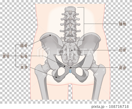 骨盤、腰椎、大腿骨、股関節、背面、後ろ、骨折、イラスト、illustration 骨盤、腰椎、大腿骨、股関節、背面、後ろ、骨折、イラスト、illustration 108716718