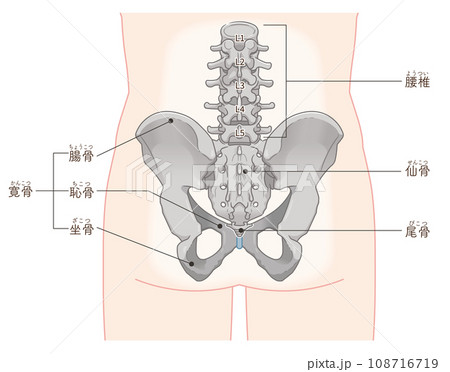 骨盤、腰椎、大腿骨、股関節、背面、後ろ、骨折、イラスト、illustration 骨盤、腰椎、大腿骨、股関節、背面、後ろ、骨折、イラスト、illustration 108716719