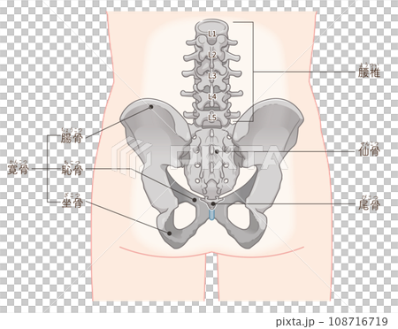 骨盤、腰椎、大腿骨、股関節、背面、後ろ、骨折、イラスト、illustration 骨盤、腰椎、大腿骨、股関節、背面、後ろ、骨折、イラスト、illustration 108716719