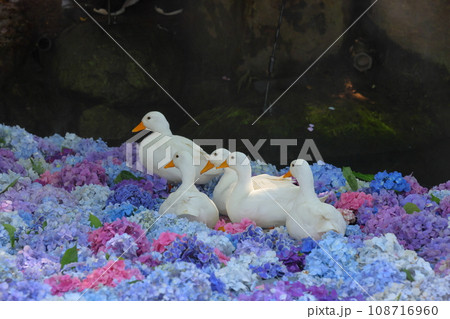 茨城県桜川市本木　雨引山楽法寺　雨引観音の池の色とりどりの水中花あじさいとその上で遊ぶアヒルの群れ 108716960