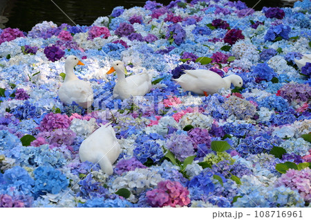 茨城県桜川市本木 雨引山楽法寺 雨引観音の池の色とりどりの水中花あじさいとその上で遊ぶアヒルの群れ 茨城県桜川市本木 雨引山楽法寺 雨引観音の池の色とりどりの水中花あじさいとその上で遊ぶアヒルの群れ 108716961