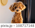 寂しそうに見つめるトイプードル 108717148