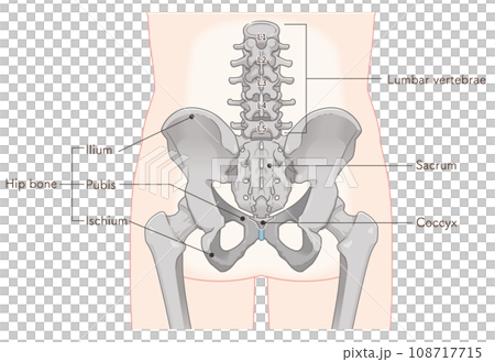 Pelvis, lumbar vertebrae, femur, hip joint, back, back, fracture, illustration, illustration 108717715