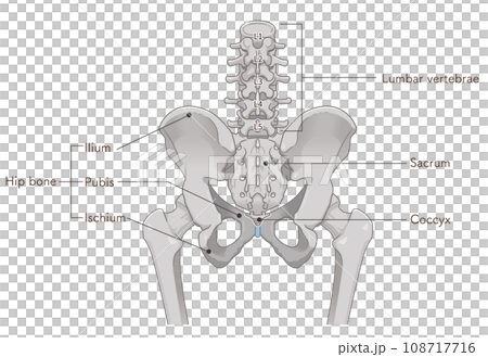 Pelvis, lumbar vertebrae, femur, hip joint, back, back, fracture, illustration, illustration 108717716