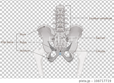 Pelvis, lumbar vertebrae, femur, hip joint, back, back, fracture, illustration, illustration 108717719