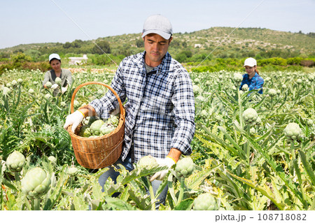 Male farmer harvesting ripe artichokes at a vegetable farm on sunny day 108718082