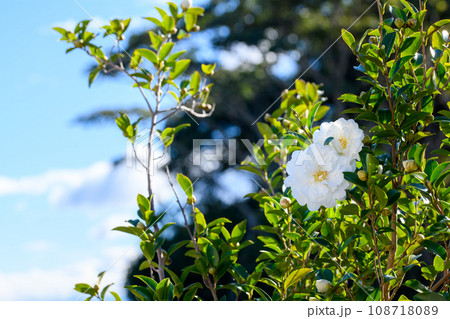 冬に咲くさざんかの花 冬に咲くさざんかの花 108718089