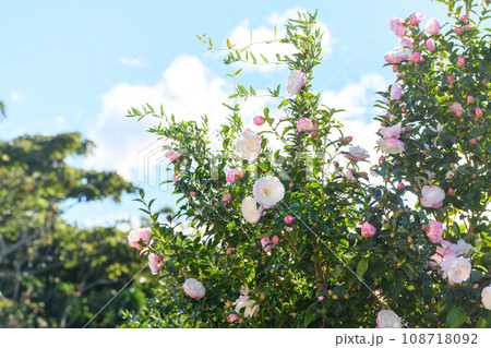 冬に咲くさざんかの花 108718092
