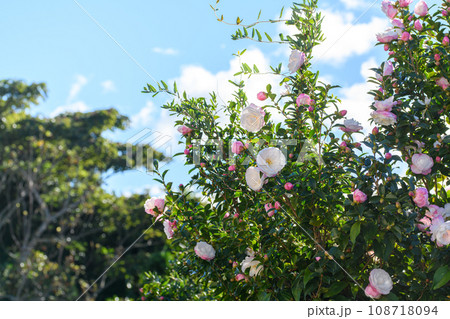 冬に咲くさざんかの花 冬に咲くさざんかの花 108718094