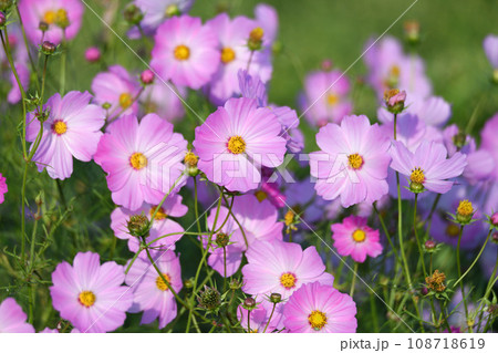 コスモス畑 秋の風景 鴻巣市 コスモス畑 秋の風景 鴻巣市 108718619