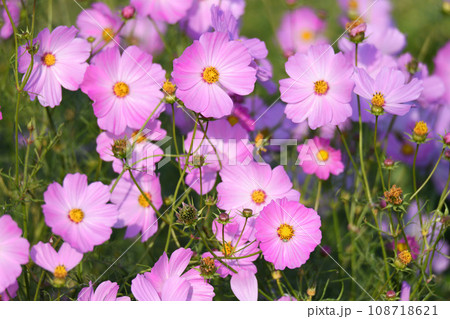 コスモス畑 秋の風景 鴻巣市 コスモス畑 秋の風景 鴻巣市 108718621