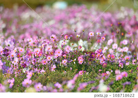 コスモス畑 鴻巣市 コスモス畑 鴻巣市 108718622