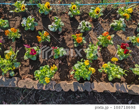 晩秋の花壇に咲く色とりどりのぱんじーの花 晩秋の花壇に咲く色とりどりのぱんじーの花 108718698