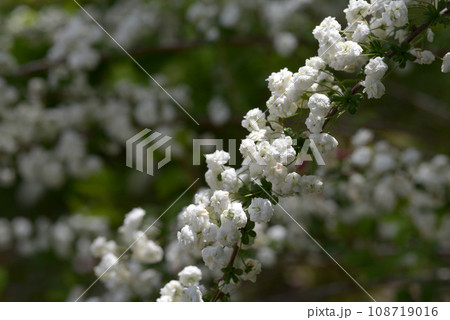 シジミバナ シジミバナ 108719016