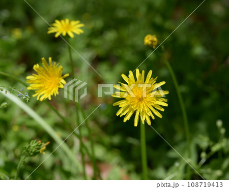 タンポポ タンポポ 108719413