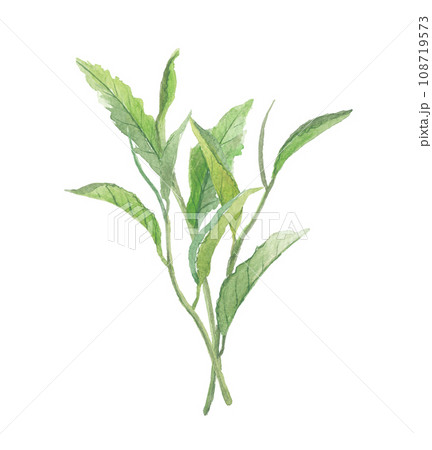 水彩で描いた　お茶の葉　複数 108719573