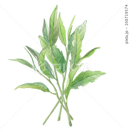 水彩で描いた　お茶の葉　複数 108719574