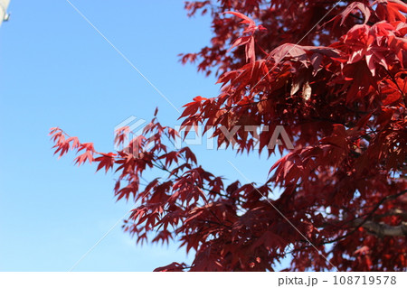 青空に映える紅葉 108719578
