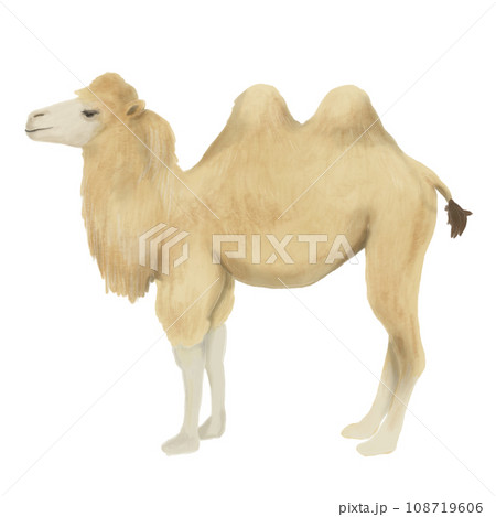 横を向いたラクダのイラスト 横を向いたラクダのイラスト 108719606