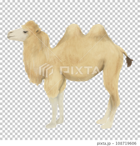 横を向いたラクダのイラスト 横を向いたラクダのイラスト 108719606