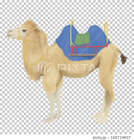駱駝側身看的插圖 108719607