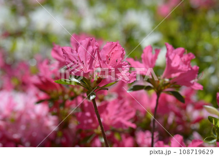 ツツジの花 108719629