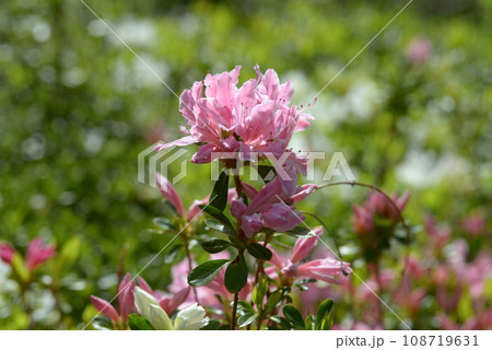 ツツジの花 108719631