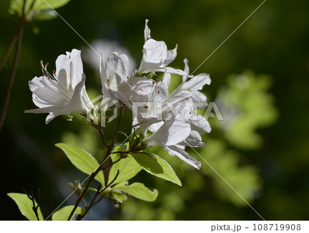 ヤマツツジ 108719908