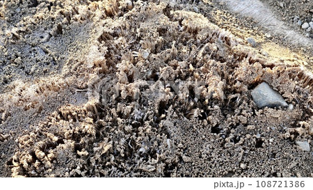 土の霜柱 108721386