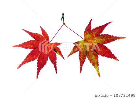 色づき始めたイロハモミジの紅葉の透過光撮影 色づき始めたイロハモミジの紅葉の透過光撮影 108721499