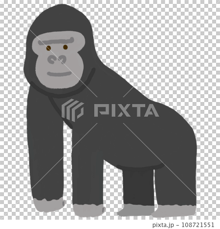 Gorilla Gorilla 108721551