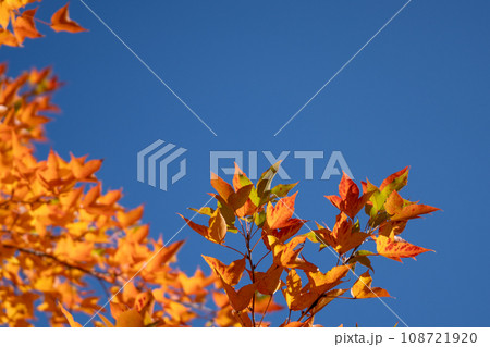 紅葉したフウの葉のクローズアップと快晴の秋空 108721920