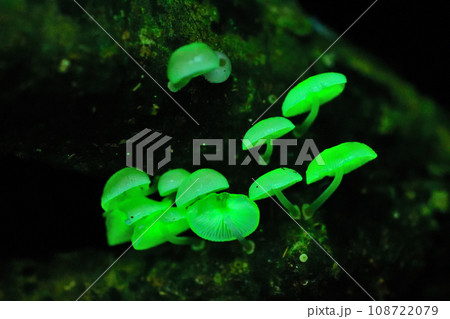 ヤコウタケ 108722079