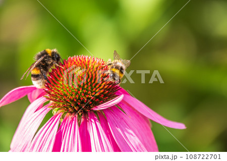 A closeup shot of a bee collecting pollen on a purple echinacea flower A closeup shot of a bee collecting pollen on a purple echinacea flower 108722701