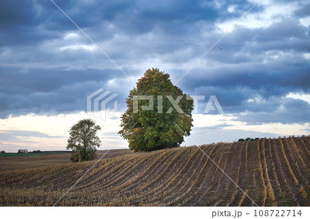 Peaceful landscape of field covered in golden cut crops 108722714