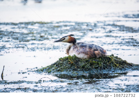 Great Crested Grebe, Podiceps cristatus, water bird sitting on the nest, nesting time on the green lake 108722732