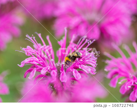 Bumblebee collecting nectar from monarda flower macro photography on a summer day. Bumblebee collecting nectar from monarda flower macro photography on a summer day. 108722748