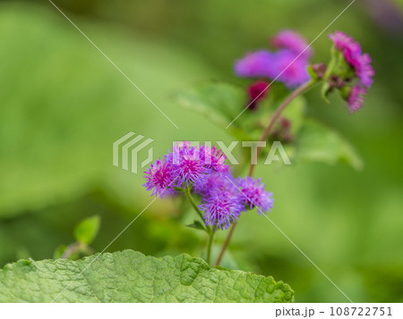 Close-up of small, purple flowers, Ageratum Houstonianum, also know as Floss flower, Pussy Foot, or Blue mink. 108722751