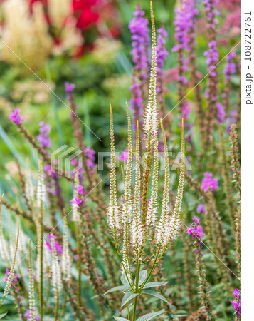 Close up of Veronicastrum virginicum Adoration seen in the garden in natural light. Close up of Veronicastrum virginicum Adoration seen in the garden in natural light. 108722761