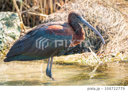 The glossy ibis, latin name Plegadis falcinellus, searching for food in the shallow lagoon. The glossy ibis, latin name Plegadis falcinellus, searching for food in the shallow lagoon. 108722779