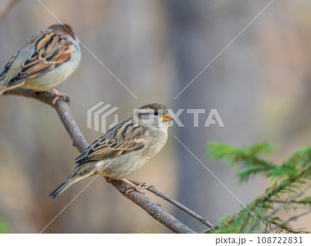 Sparrow sits on a branch without leaves. 108722831