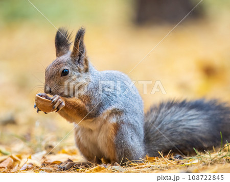 Autumn squirrel with nut sits on green grass with fallen yellow leaves 108722845