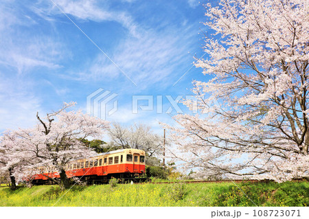 千葉県 春の桜と小湊鉄道 千葉県 春の桜と小湊鉄道 108723071