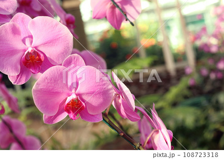 Close up of orchids bouquet with natural background, beautiful blooming orchid flower in the garden. Close up of orchids bouquet with natural background, beautiful blooming orchid flower in the garden. 108723318