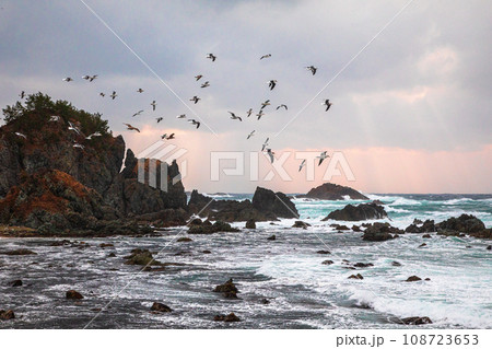 【新潟県･佐渡･七浦海岸】季節風に乗って飛翔するカモメ達 108723653