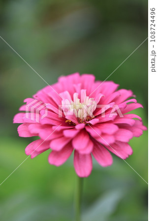 ジニア　0348 108724496