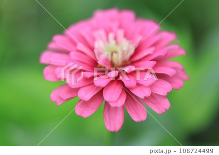 ジニア　0351 108724499